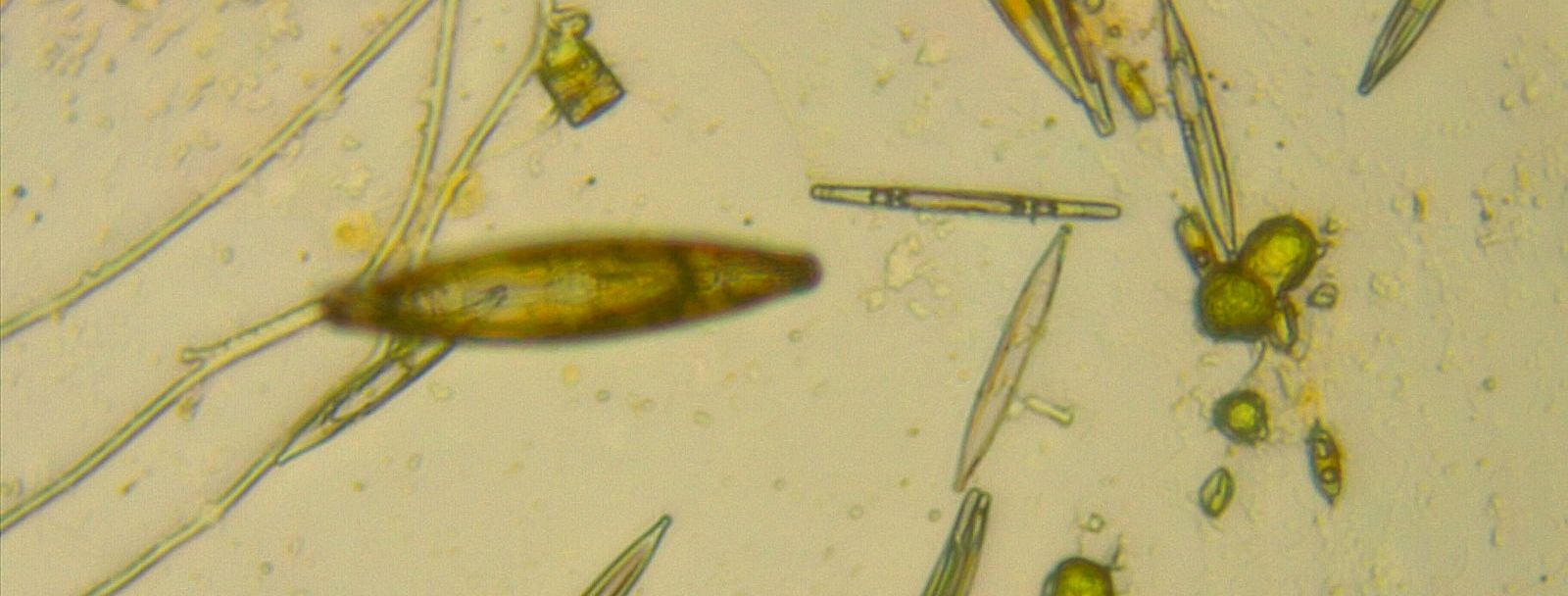 norma-private-tutor-from-hamilton-ca-15-hr